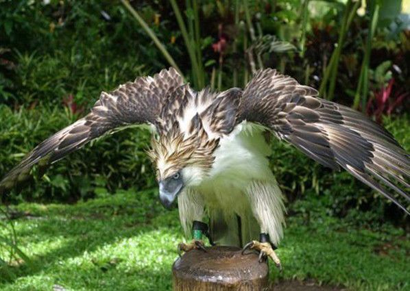 吃猴子的雕是什么雕 食猿雕捕杀猴的全过程