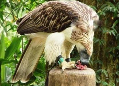 吃猴子的雕是什么雕 食猿雕捕杀猴的全过程