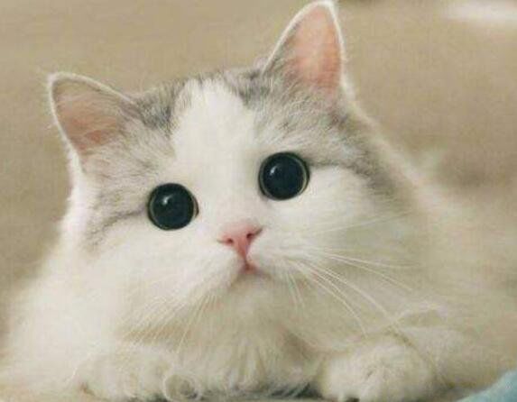 è����ǰ֢״����Щ С��è����ǰ��������������