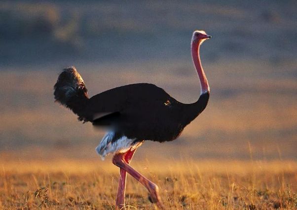 ������������������ʲô�� ���������Ƕ���