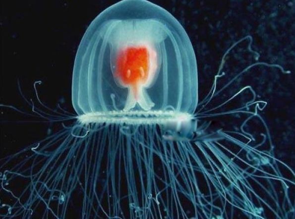 ����ˮĸΪʲô���������� ʮ��������Ķ�������