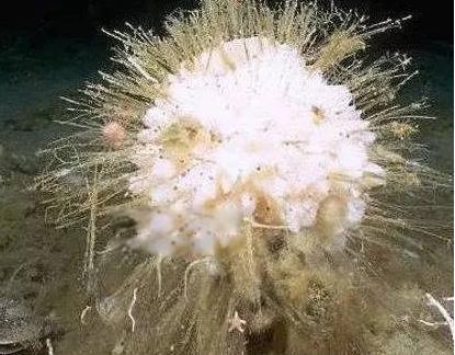 ����ˮĸΪʲô���������� ʮ��������Ķ�������