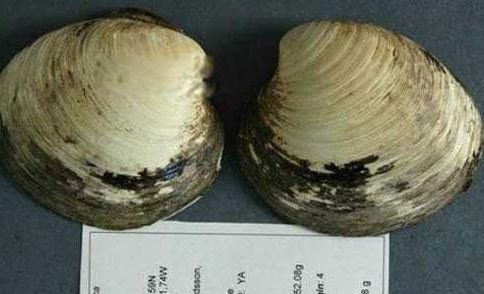 ����ˮĸΪʲô���������� ʮ��������Ķ�������