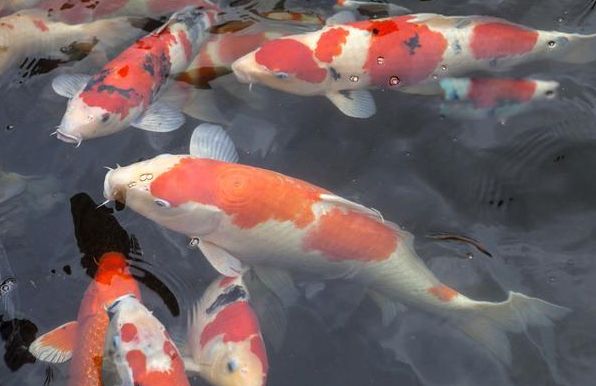 ����ˮĸΪʲô���������� ʮ��������Ķ�������