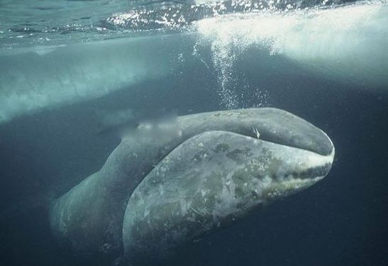 ����ˮĸΪʲô���������� ʮ��������Ķ�������