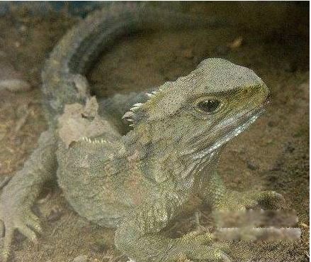 ����ˮĸΪʲô���������� ʮ��������Ķ�������