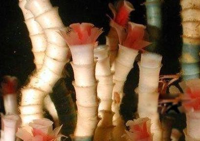 ����ˮĸΪʲô���������� ʮ��������Ķ�������