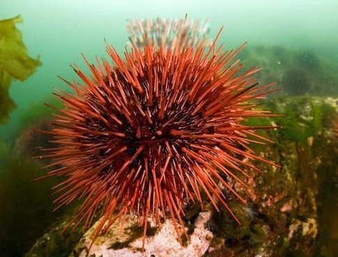 ����ˮĸΪʲô���������� ʮ��������Ķ�������