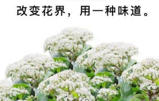ʯ骻��Ĺ�Ч������ ���ۻ�ʯ骻�Ϊʲô����ζ��