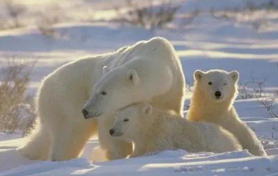 �����ܵ�ë��͸���Ļ��ǰ�ɫ�� ����Ƥ����ɶ��ɫ