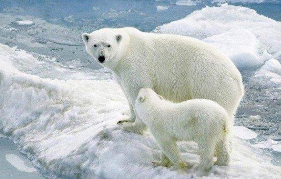 �����ܵ�ë��͸���Ļ��ǰ�ɫ�� ����Ƥ����ɶ��ɫ