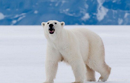 �����ܵ�ë��͸���Ļ��ǰ�ɫ�� ����Ƥ����ɶ��ɫ