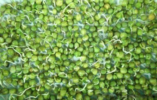 青豌豆发芽了还能吃吗 新鲜碗豆发芽了还有营养价值吗