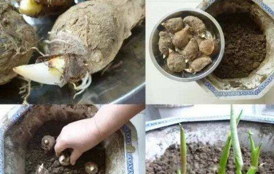青豌豆发芽了还能吃吗 新鲜碗豆发芽了还有营养价值吗