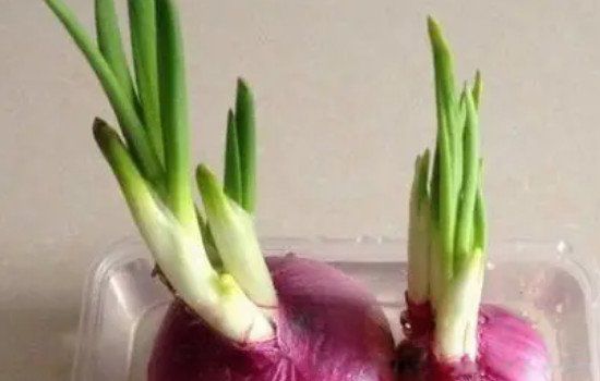 青豌豆发芽了还能吃吗 新鲜碗豆发芽了还有营养价值吗