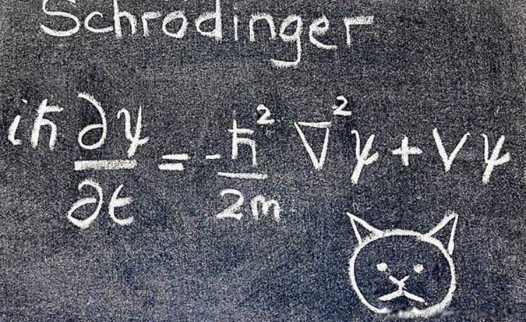 Ѧ������ʲô������ʲô ������Ѧ���̵�è��ʲô����