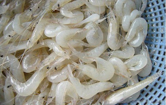 太湖三白指的是白鱼白虾和什么?和银鱼