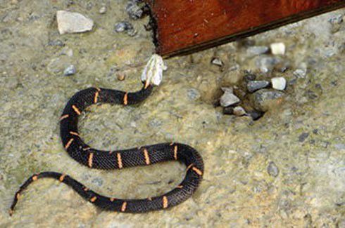 ϲ�����Ű�ͷ������ͼƬ �۸����һ�����Դ���