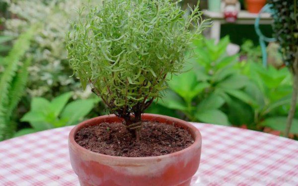 ��ͷ��ʲô���й� ���ֶ�����Ŵ�ͷ���й�