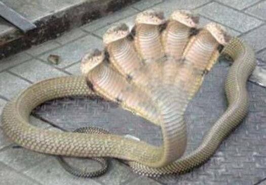 ��ͷ��������� ��������û����ͷ�ߵĴ���