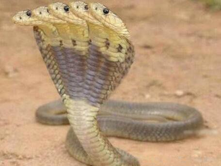 ��ͷ��������� ��������û����ͷ�ߵĴ���