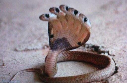 ��ͷ��������� ��������û����ͷ�ߵĴ���