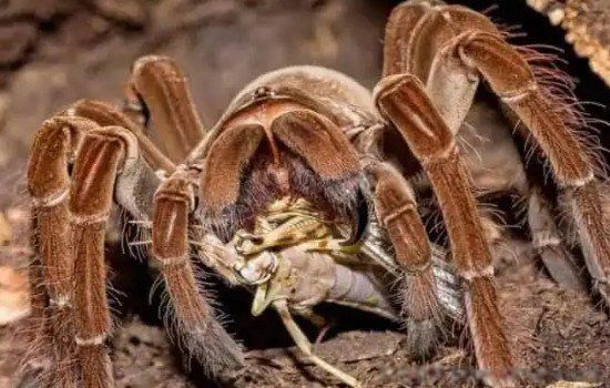 蜘蛛打死了会报复吗 打死蜘蛛有什么说头吗