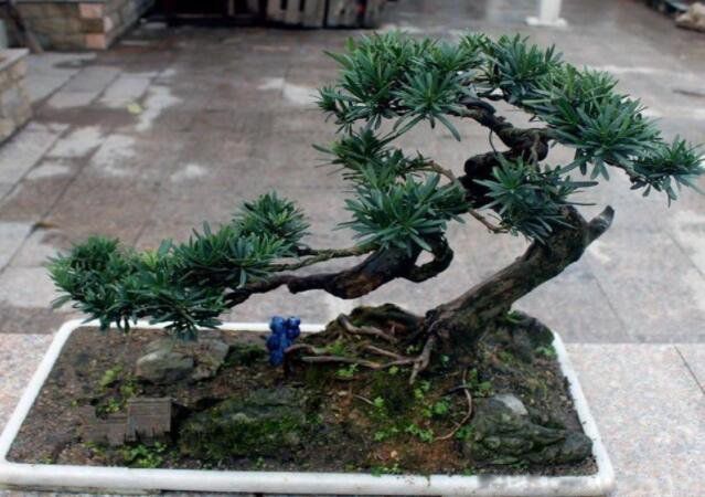 镇宅树哪种最好 4种提升阳气排名第一最好的镇宅树