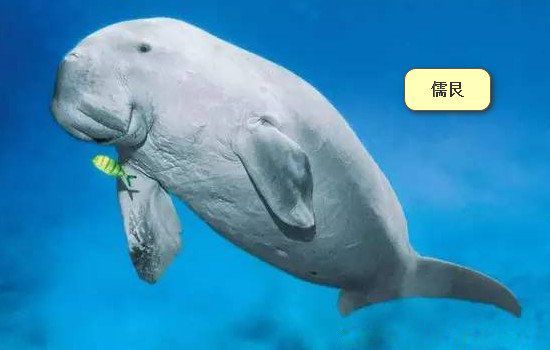 美人鱼真实照片恐怖吓人 世界上有没有美人鱼