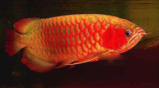 因为这条"血红龙"鱼最后被一位日本顾客以60万美元(折合近500万元人民