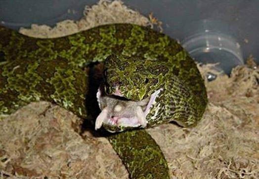 蟒山烙铁头蛇介绍图片 全球最最的毒蛇之一
