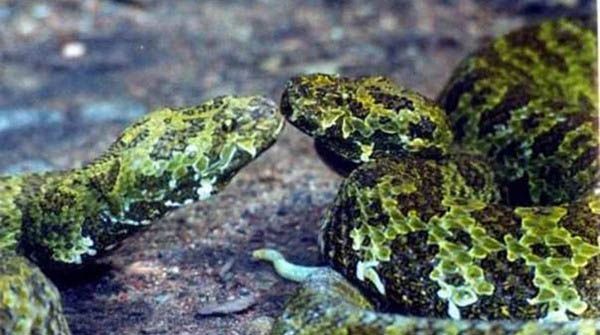 ��ɽ����ͷ�߽���ͼƬ ȫ������Ķ���֮һ