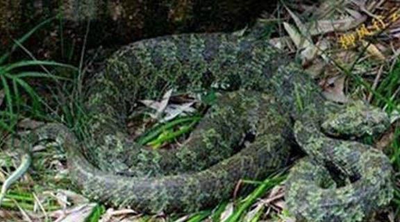 蟒山烙铁头蛇介绍图片 全球最最的毒蛇之一