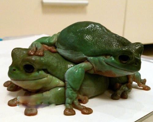 老爷树蛙是什么动物 饲养方法和环境