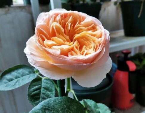 ����ҶΪʲô��300��õ�� ��������Ҷõ���Լһ�����Ǯ