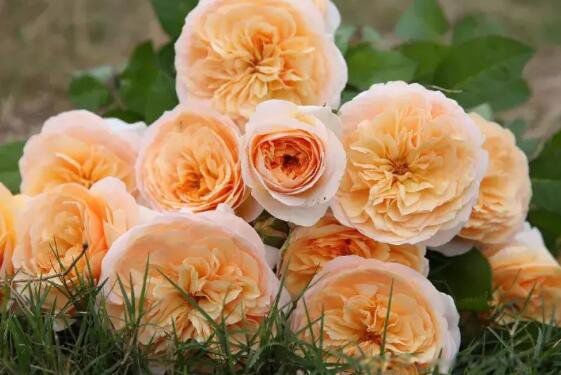 ����ҶΪʲô��300��õ�� ��������Ҷõ���Լһ�����Ǯ