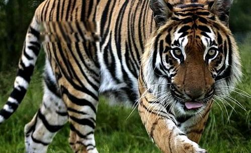 ���廢�ж�С��ʲô�� ������ô�����ԭ��