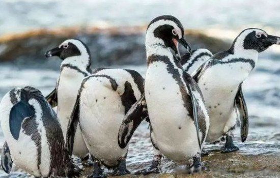 ���������ϼ��������� ��������ʲô����