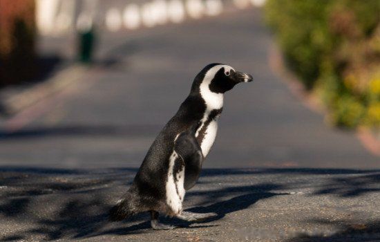 ���������ϼ��������� ��������ʲô����