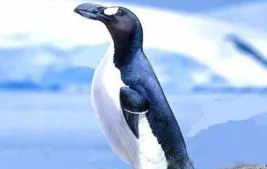 ������ϼ����Ǳ��� �������������ʵ��