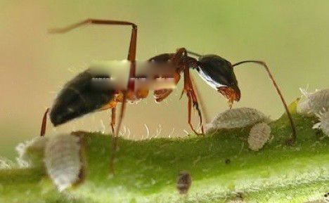 ��ը���ϱ�ը������ͼƬ ��ը������ʲô����