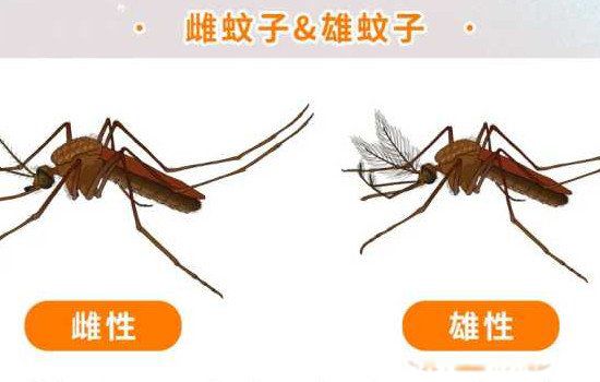蚊子活多久会死 雌性蚊子的寿命有多长