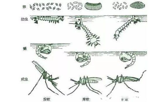 蚊子活多久会死 雌性蚊子的寿命有多长