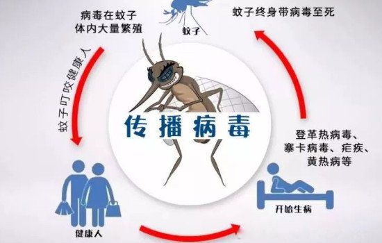 蚊子活多久会死 雌性蚊子的寿命有多长