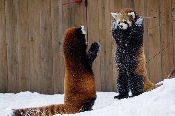 С��è���ܿƻ���è�� ������ܵ���������Щ