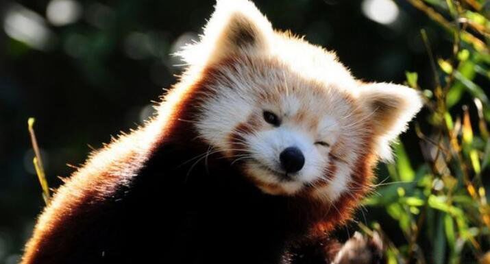 С��è���ܿƻ���è�� ������ܵ���������Щ