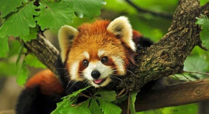 С��è���ܿƻ���è�� ������ܵ���������Щ