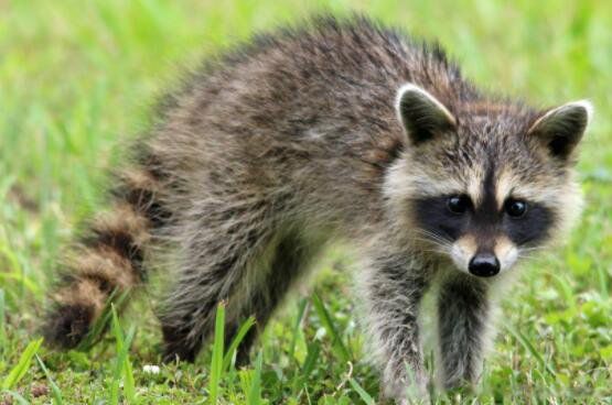 С��è���ܿƻ���è�� ������ܵ���������Щ