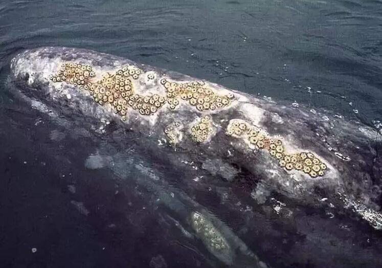 �ٺ������ھ���������ʲôΣ�� �������ϵ��ٺ���ʲô����ͼƬ