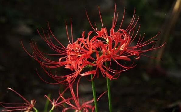 �˰�����Ԣ��ͻ��� ��ɫ�˰�������������Ԣ��